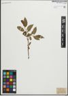 Foto von Salix pentandra L.